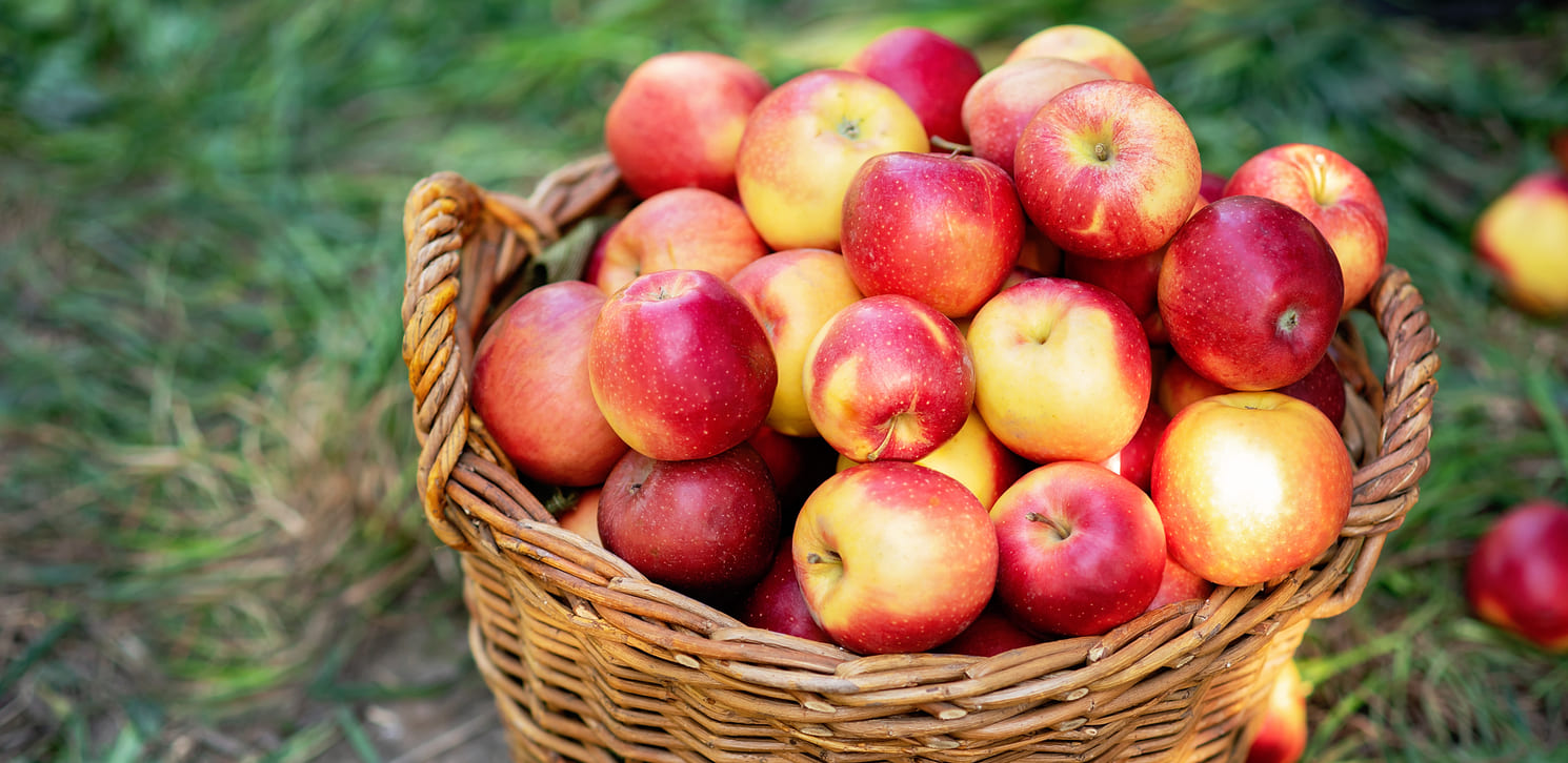 Una cesta llena de manzanas rojas y amarillas en un entorno de hierba.