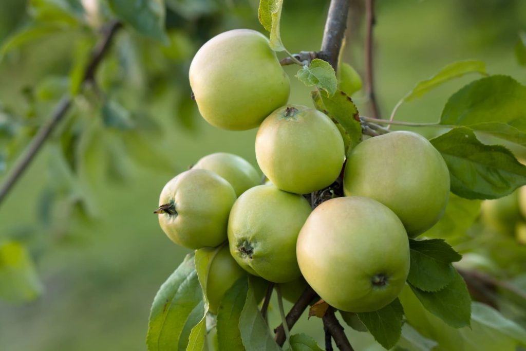 Racimo de manzanas verdes creciendo en un árbol.